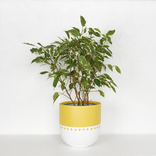 mustard yellow bohemian planter pot with small tree