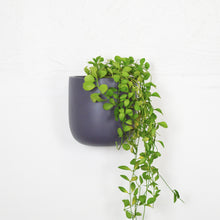 charcoal grey tall wall planter pot with trailing plant