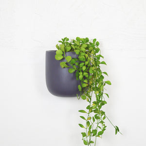 charcoal grey tall wall planter pot with trailing plant