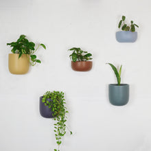 wall hanging planters in various colours on white wall 