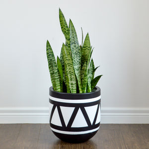 black pot with white triangle design with luscious sanservia plant