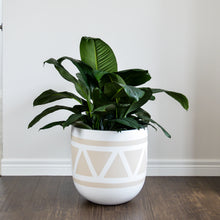 beige triangle patterned planter with large peace lily