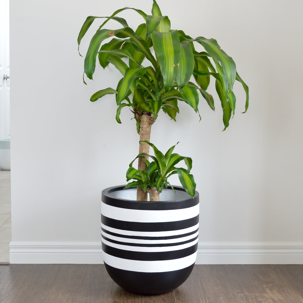 Cane tree plant in large black planter with white stripes 