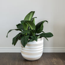 light brown with white stripes hand painted planter pot with large peace lily