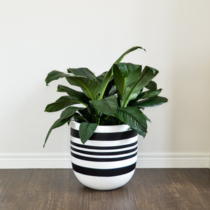 Large white plant pot with black painted stripe design showcasing a large peace lily plant
