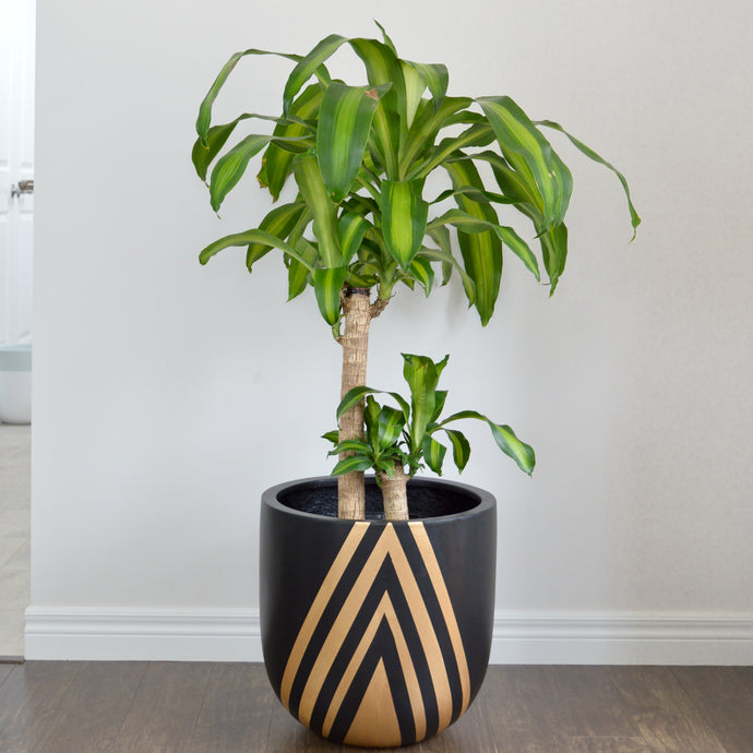 modern lightweight black planter pot with gold diamond design