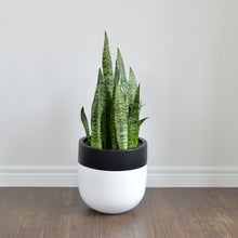 CLASSIC WHITE PLANTER POT WITH BLACK EDGE WITH GREEN SANSERVIA PLANT