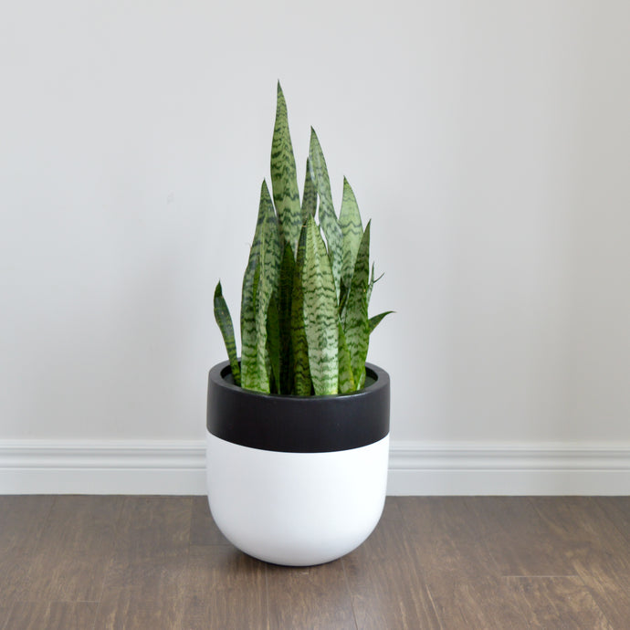 CLASSIC WHITE PLANTER POT WITH BLACK EDGE WITH GREEN SANSERVIA PLANT