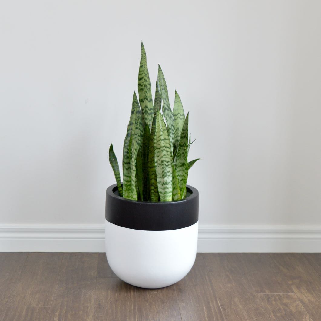CLASSIC WHITE PLANTER POT WITH BLACK EDGE WITH GREEN SANSERVIA PLANT
