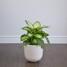 ESSENTIAL POT | PLANTER