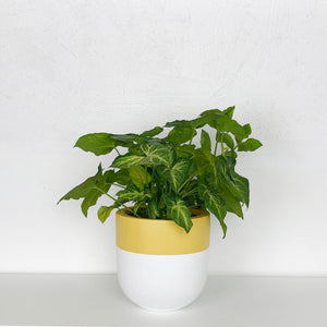 BRIGHT WHITE PLANTER POT WITH YELLOW MUSTARD PAINTED RIM