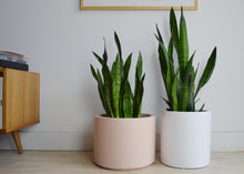 LOW CYLINDER POT | PLANTER