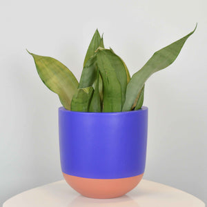 royal blue flower pot with orange base