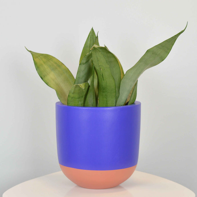 bright yellow pot with maroon base with tall snake plant