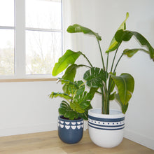 KURVED POT | PLANTER