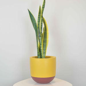 bright yellow pot with maroon base with tall snake plant