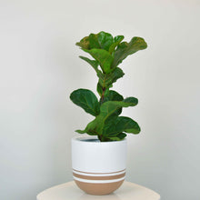 LINER POT | PLANTER