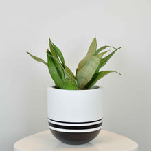 LINER POT | PLANTER