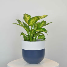 navy and white colourful plant pot with dieffenbachia