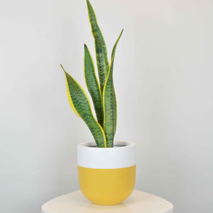 mustard Yellow and white planter with snake plant