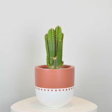 Terracotta and white boho style plant pot with small cactus cluster