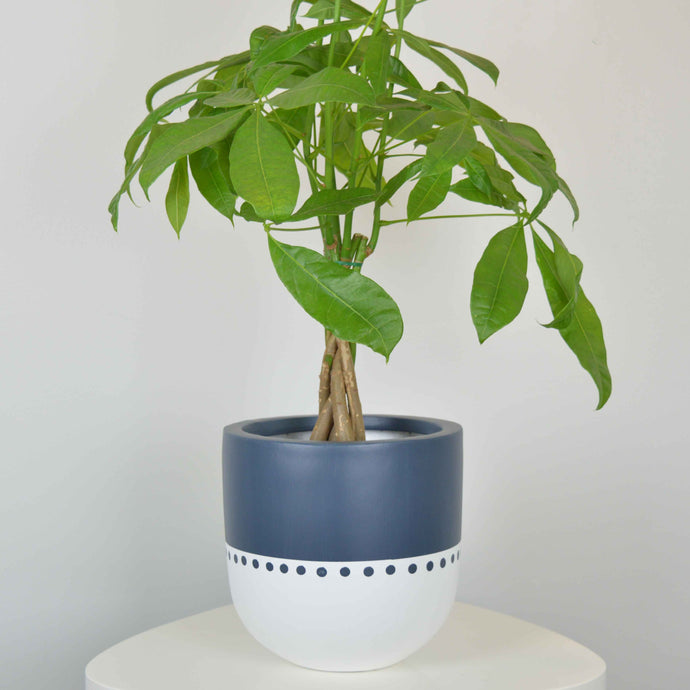 black and white spotted planter pot with large dieffenbachia placed on floor beside couch with a basket wall gallery