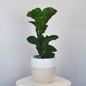 beige and white plant pot with baby fiddle leaf fig tree
