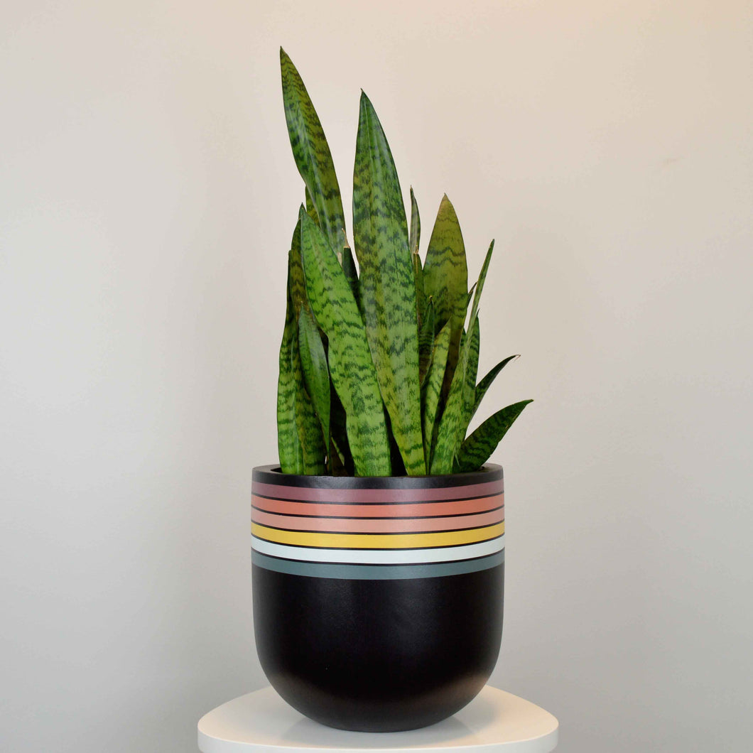 snake plant in black indoor planter