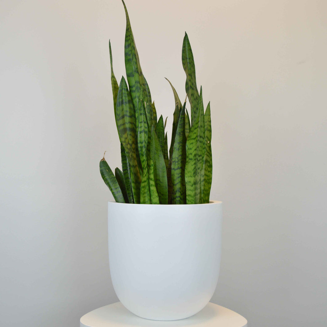 ESSENTIAL POT WHITE | PLANTER