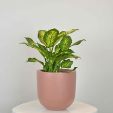 ESSENTIAL POT | PLANTER