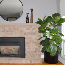 LOW CYLINDER POT | PLANTER