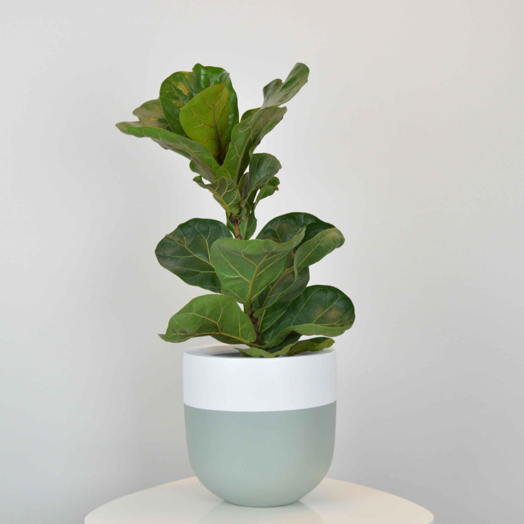 Sage green planter pot with fiddle leaf fig