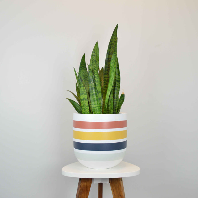 A multicolored striped Hudson Pot planter with a plant, placed on a white table against a neutral background.