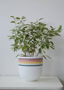 colourful stripe planter pot with ficus audrey tree