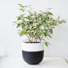 Decorative hand painted planter for indoors and outdoors. Fibrestone planters are lightweight and modern and the perfect plant pot for an elegant look.