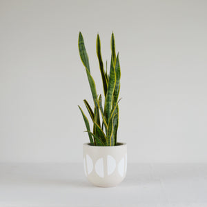 CRESCENT POT | PLANTER