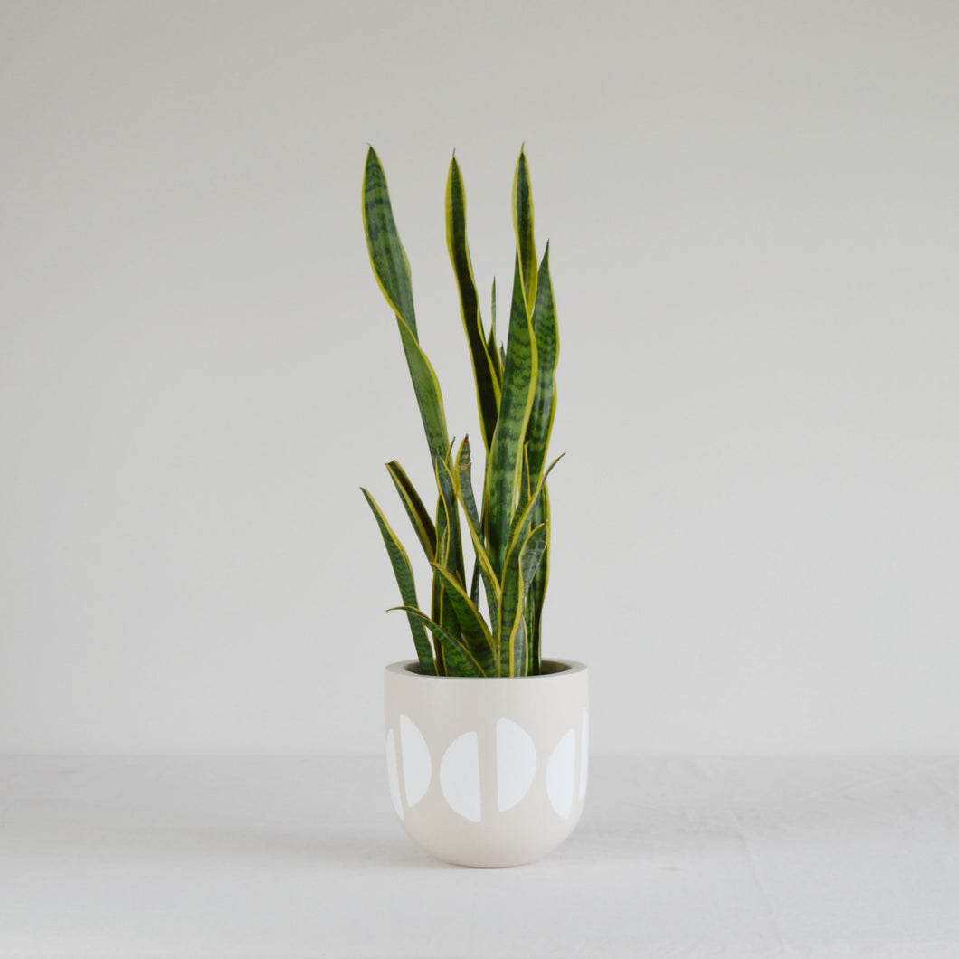 CRESCENT POT TAN | PLANTER
