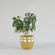 KURVED POT | PLANTER