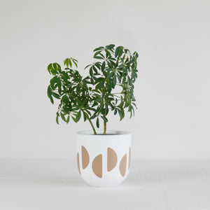 CRESCENT POT | PLANTER