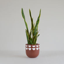 KURVED POT | PLANTER