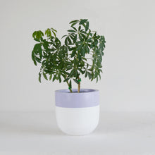 DIVIDED POT | PLANTER