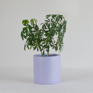 CYLINDER POT | PLANTER