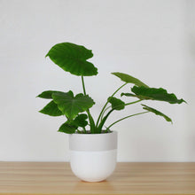 WHITE PLANTER WITH MUSHROOM COLOURED RIM WITH AN ELEPHANT EAR PLANT