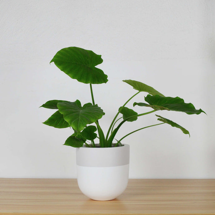 CLASSIC WHITE PLANTER POT WITH BLACK EDGE WITH GREEN SANSERVIA PLANT