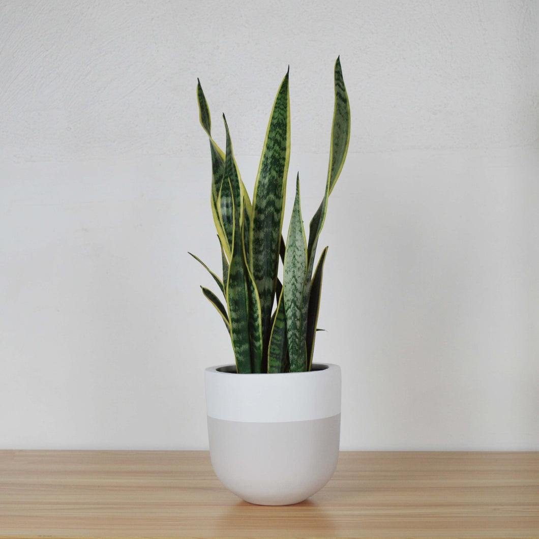 mushroom coloured planter pot on wood shelf with snake plant