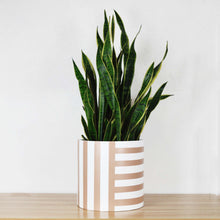 Hand painted planter pots with or without drainage holes. Large planters are perfect for indoor trees and lush plants.A CONTRASTING STRIPED CYLINDRICAL PLANTER WITH A SANSERVIA PLANT. 