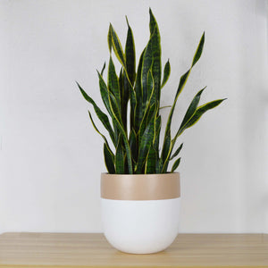 CLASSIC WHITE PLANTER WITH CAMEL COLOURED BRIMMED TOP EDGE