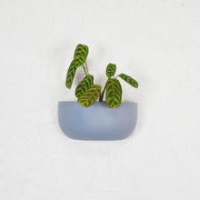 SOLID SHORT WALL PLANTER | POT