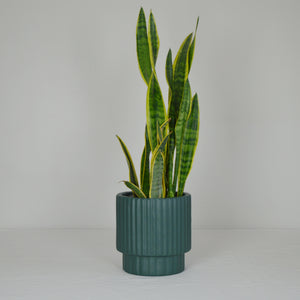 hunter green ridged plant pot with snake plant on white backdrop.  Hand painted Boho planter pot with or without drainage hole. This decorative planter is all about style and design and looks great anywhere in the home.