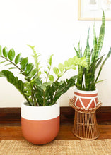 pair of terracotta planter pots with ZZ plant and snake plant on a wicker rattan stand